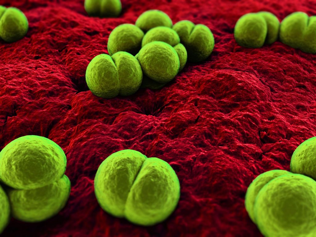 close up of meningococcus bacteria