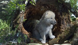 Wolf Puppy