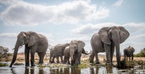 Trump: Killing Endangered Elephants for Sport and Ivory is OK