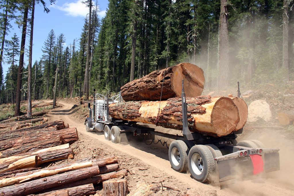 Logging America's Forests