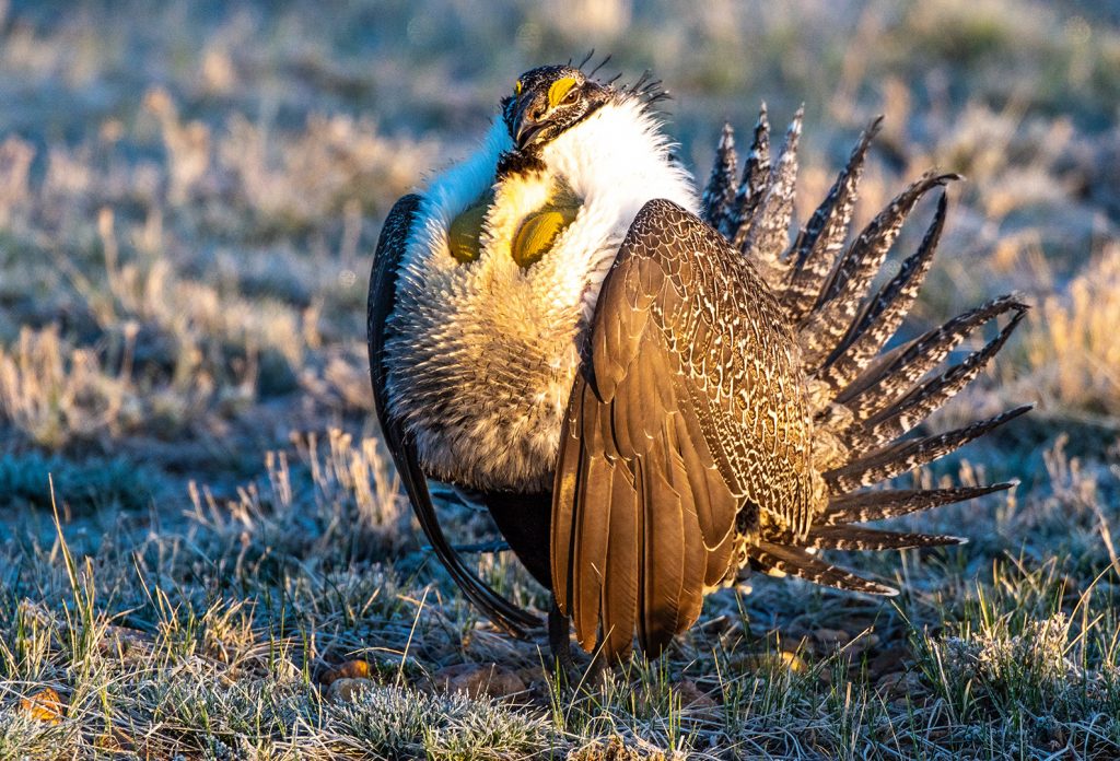 Sage Grouse