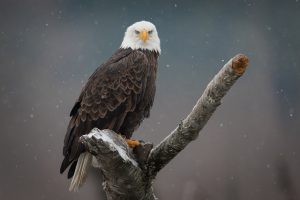 American Bald Eagle an Endangered Species