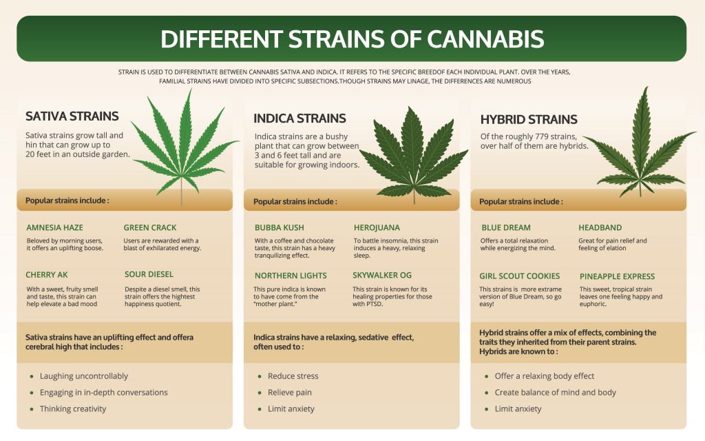 Different Strains of  Marijuana