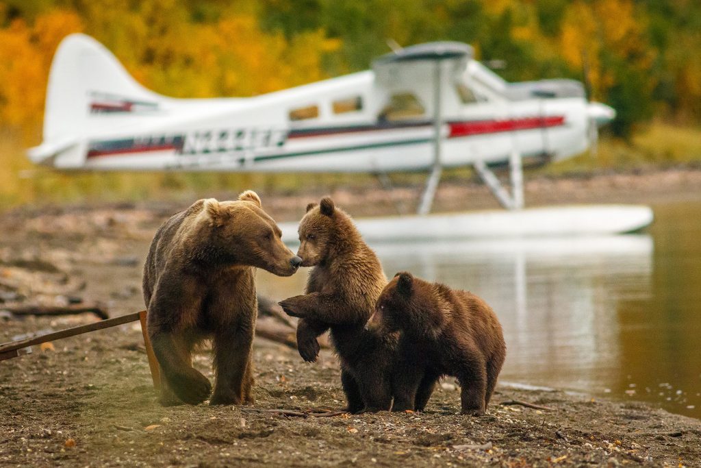 Mother and Cubs Frolic at the shoreline in wild Alaska